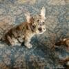 Full AKC registered Fluffy Carrier French Bulldog Puppies