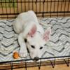 AKC White German Shepherds