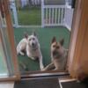 White and black German shepherds. Great family background come visit