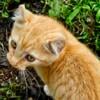 American Curl mix kittens