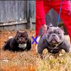 American bully