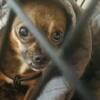 Adorable Chihuahua Needs a Loving Home  Free to a Good Family!