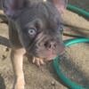 Bronx french bulldog puppy