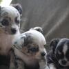 Chihuahua puppies Minnesota