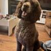 Proven AKC STUD - Male Standard Poodle