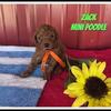 Zach Male Mini Poodle