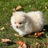 Cream female Pomeranian puppy 