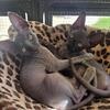 Sphynx Kittens