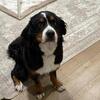 Bernese mountain dog