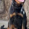 Rottweiler adult female