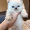 Himalayan kittens ready at the end of July