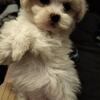 Maltipoo pups