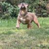 5 Month Old American Bully Puppy