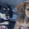 AKC long hair mini dachshunds