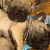 Beautiful French bulldog females ready for Rehoming Dearborn