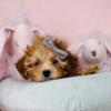 Goldendoodle, Chihuahuas, Pomeraian, toy Poodles, French Bulldogs, Yorkies, Morkies, Maltese puppies