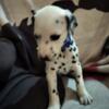 CKC Registered Pure Bred Dalmatian BLUE