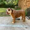 AKC REGISTERED BULLDOG INGLES for stud at a great price no health issues and a good ped behind him. located in G