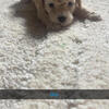Toy/mini poodles
