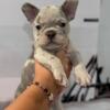 Irie  Male 8 Weeks Old French Bulldog