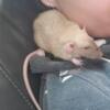 PET RATTIES GALORE LINCOLNWOOD IL