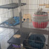 Rehoming loving chinchilla