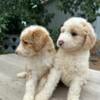 Goldendoodles, full size $350