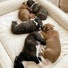AKC Boxer Puppies