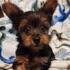 Yorkie Male Puppy Adorable