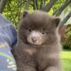 LAST ONE -Akc chocolate Pomeranian puppy Boy