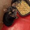 Wonderful Yorkshire Terrier Puppies