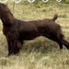 BSS and AKC registered Boykin spaniel puppies