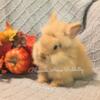 Pet Chocolate-tort Lionhead 