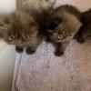 Exotic longhair (Persian)