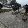 American bulldog puppies for sale 