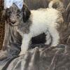 AKC Standard Merle & Parti Poodles