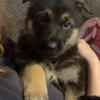 German shepherd pups