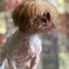 Beautiful cream liver female