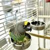 Meyers Parrot