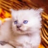 TICA Blue Mitted Male Ragdoll 