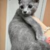 HYPOALLERGENIC, Elite  Russian Blue kitten, female. In excellent breed type