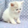 RagaMuffin kittens for adoption