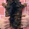 Mini Bernedoodle Monique