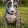 Staffordshire Bull Terrier x American Bully puppy