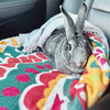 American Chinchilla rabbit to good home