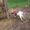 Boer and Mini Nubian baby goats for sale