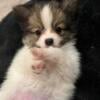 Truffle Papillon Pomeranian Mix Puppy