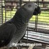 Talking African grey