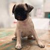 fawn female pug