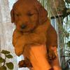 Goldendoodle pups